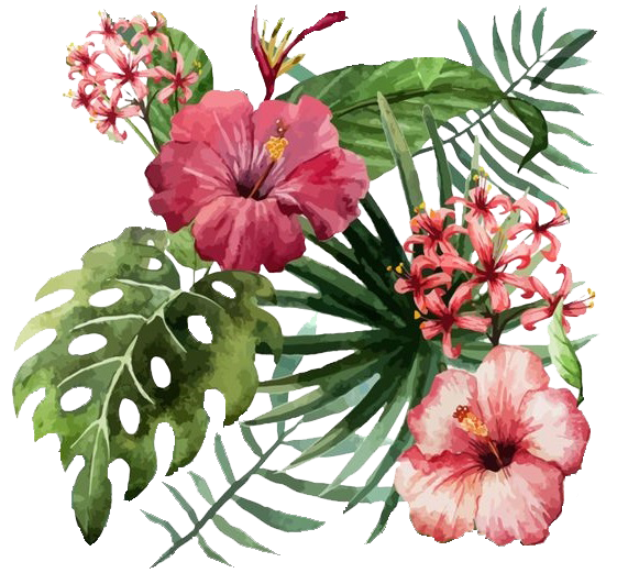 hibiscus